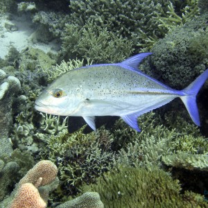 bluefin_trevally3