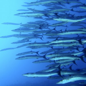 chevron_barracudas