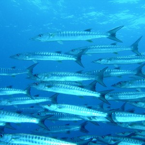 chevron_barracudas_3