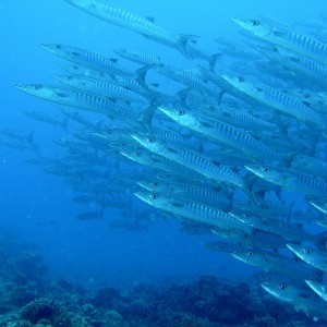 chevron_barracudas_in_blue3