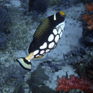 clown_triggerfish1