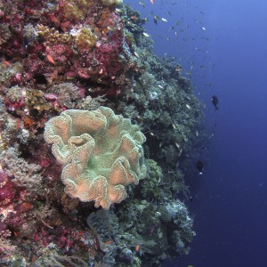 coral3