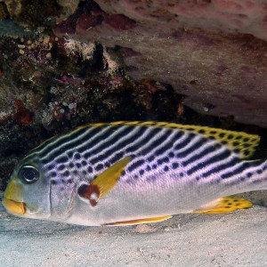 diagonal_stripped_sweetlips