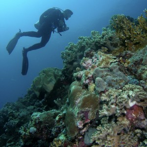 diver_and_coral2