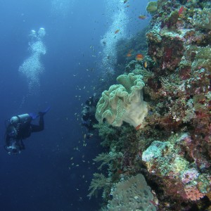 divers_on_wall