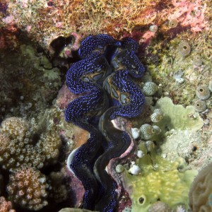 giant_clam1