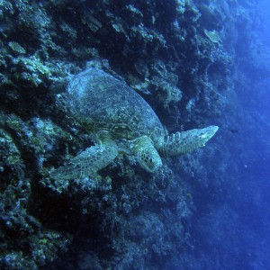 green_turtle_2