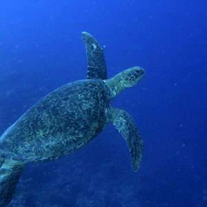 green_turtle_3