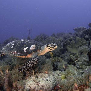 Hawkbill_Turtle2