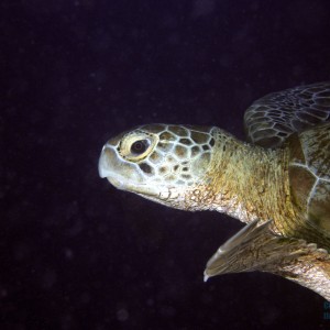 Hawkbill_Turtle3