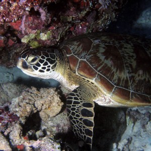 Hawkbill_Turtle6