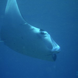 my_first_manta