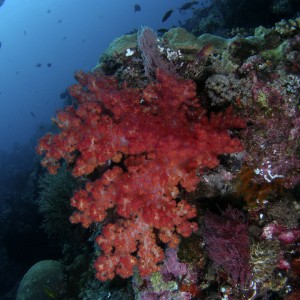 softcoral4