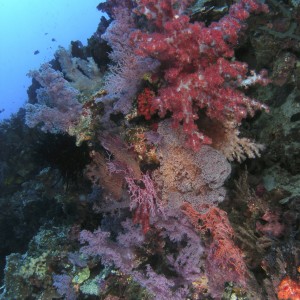 softcoral5