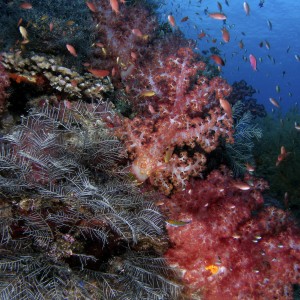 softcoral6