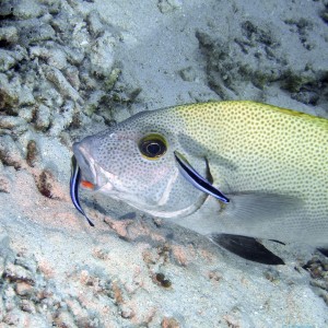 sweetlips_being_cleaned