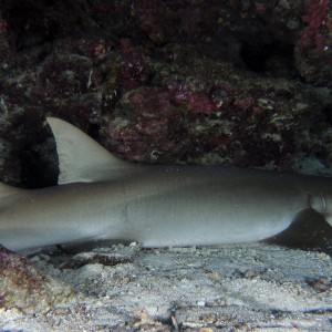 tawny_nurse_shark