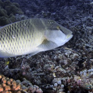 Juvenile Maori