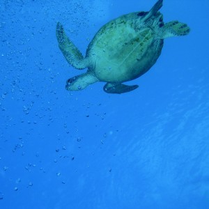 turtle_in_blue2