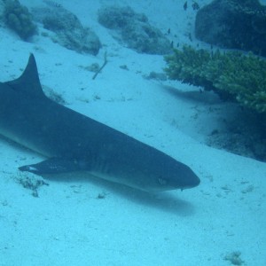 whitetip_shark5