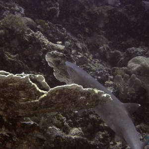 whitetip_shark2