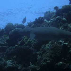 whitetip_shark1