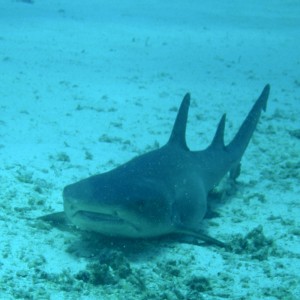 whitetip_shark3