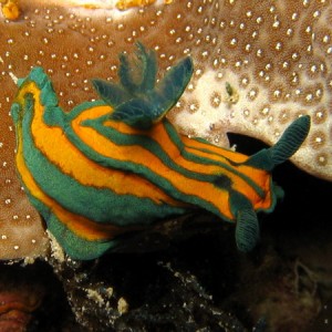 Tambja tentaculata