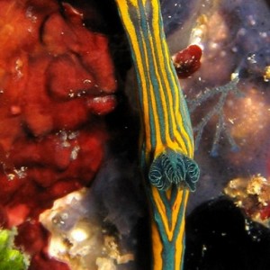 Tambja tentaculata