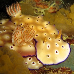 Risbecia tryoni