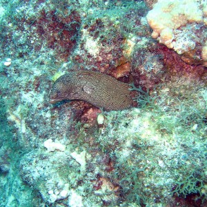 Spotted_Moray_3