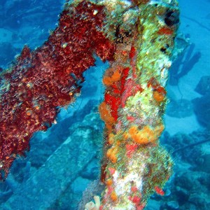 coral-encrusted