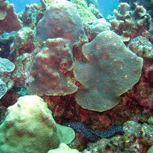 Spotted Moray Eel