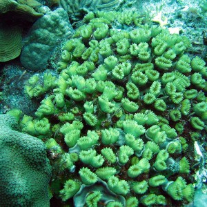 Green Fish, Green Coral