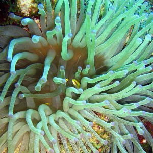 Fish with Anemone