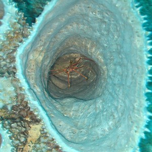 Arrow Crab in Tube Coral