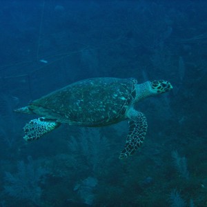 Hawksbill turtle 1