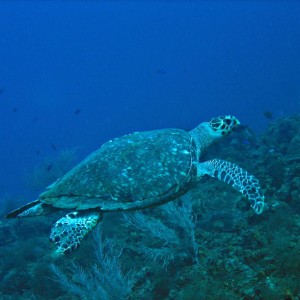 Hawksbill turtle 2