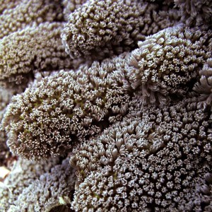 Coral close up