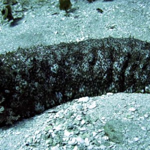 Sea Cucumber