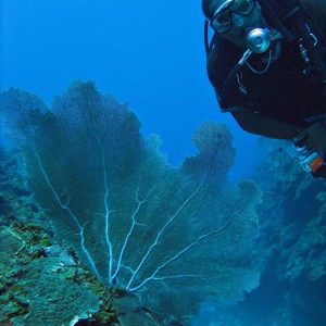 Buddy + Sea fan