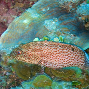 Red Hind Grouper