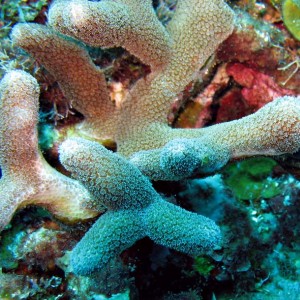 Coral closeup