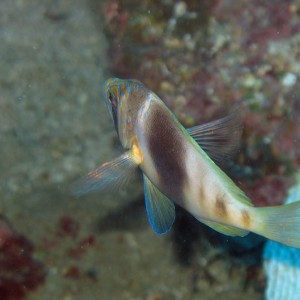 Barred Hamlet