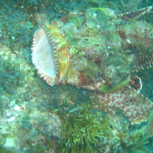 Scorpion fish Cozumel LaBandera