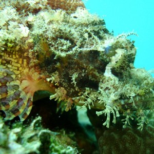 Papuan scorpionfish