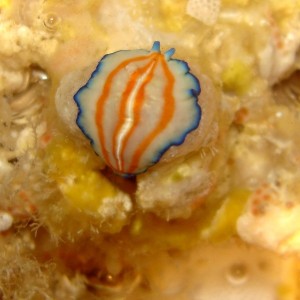 Unknown flatworm - White, orange, and blue