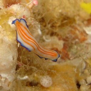 Unknown flatworm - White, orange, and blue