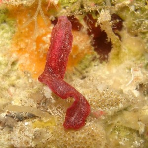 Unknown flatworm - Red