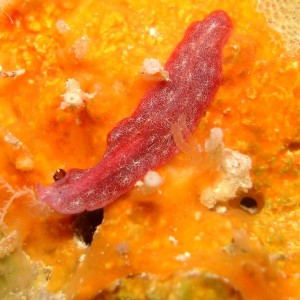 Unknown flatworm - Red